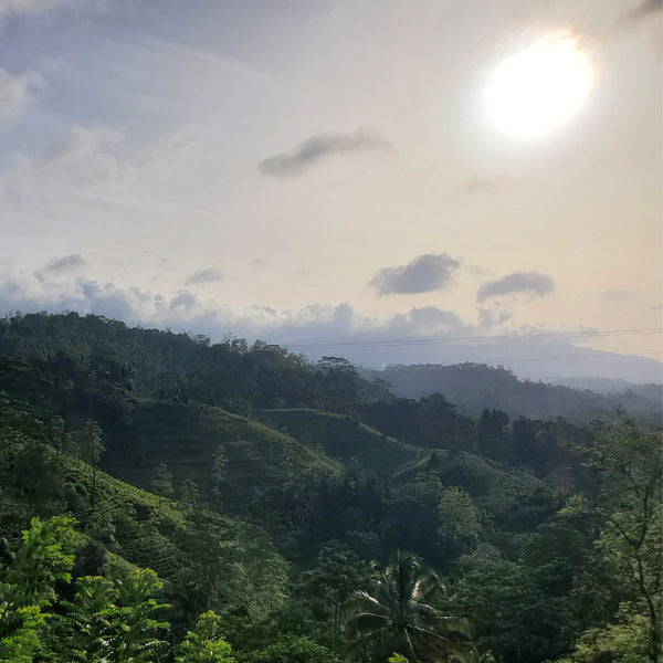 Lumbini Tea Valley, Sri Lanka