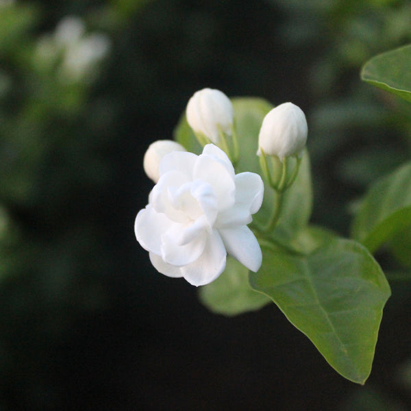 Jasmine blossom