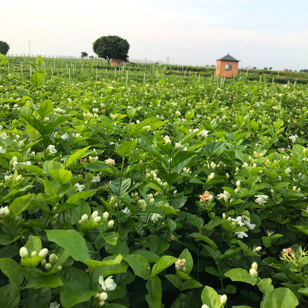 Jasmine fields in Guangxi Province, China