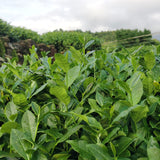 Green Garden Tieguanyin | Oolong Tea