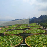 Green Garden Tieguanyin | Oolong Tea