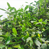 Green Garden Tieguanyin | Oolong Tea