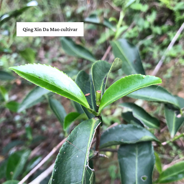 Taiwan's Qing Xin Da Mao cultivar