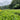 Tea field in Zhejiang Province, China