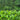 Tea plants in Udapussellawa region of Sri Lanka