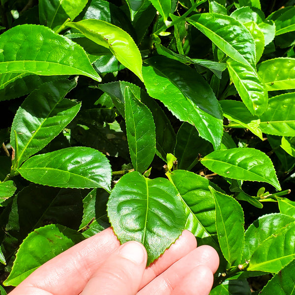 Low-grown tea plants of the Southern region