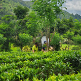 Chaminda and Michael plucking tea at Lumbini