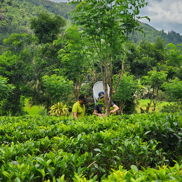Chaminda and Michael plucking tea at Lumbini