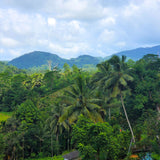 Little Island Ceylon | Black Tea