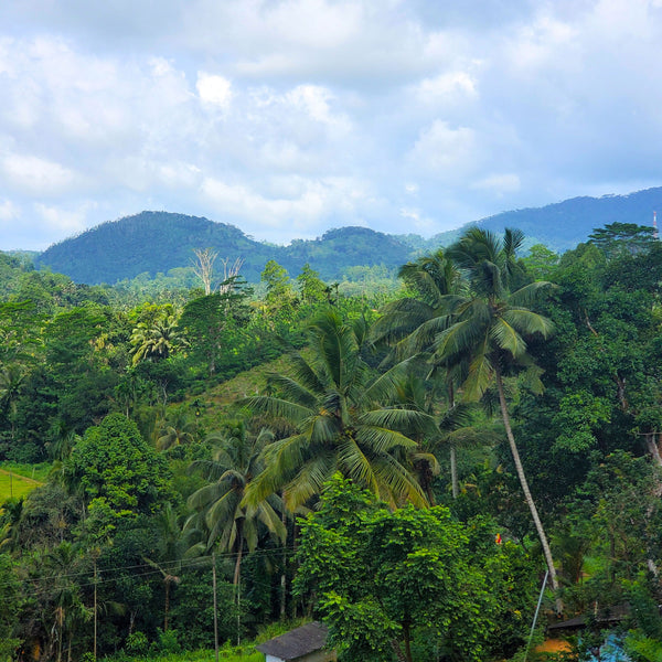 Little Island Ceylon | Black Tea