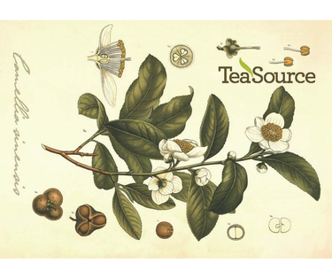 Camellia sinensis TeaSource e-gift card