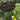 Tieguanyin Sign in field with yellow flowers