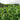 Green Garden Tieguanyin Tea Field