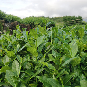 Green Garden Tieguanyin Tea Field