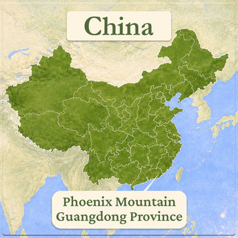 Dan Cong Oolong Tea (Guangdong Region)