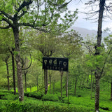View of Pedro Estate, Nuwaraeliya, Sri Lanka