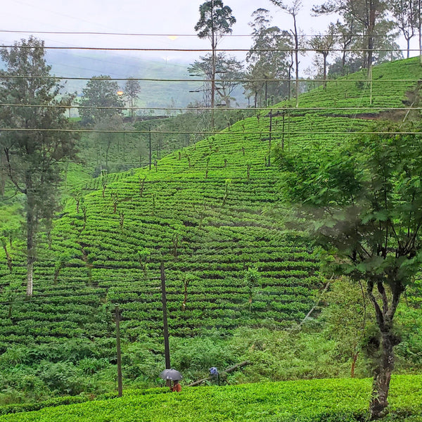 Tea fields at Somerset Estate, Dimbula region, Sri Lanka