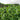 Green Garden Tieguanyin Tea Field