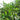 Green Garden Tieguanyin Tea Plant