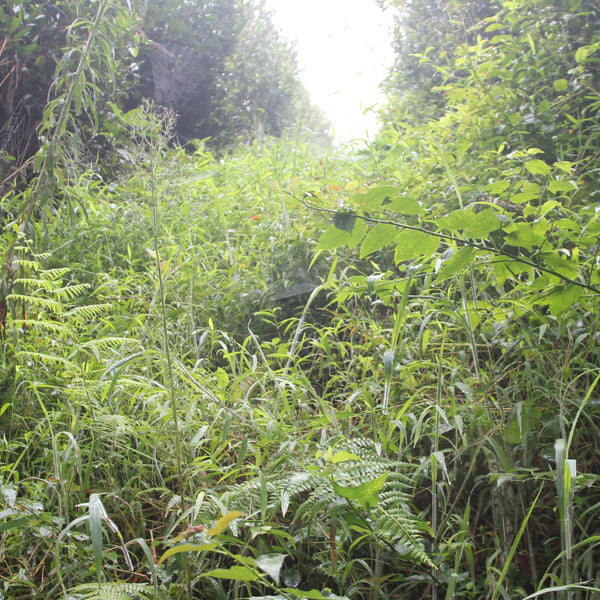 Wild tea plants in Ping Yuan County, Guangdong Province, China