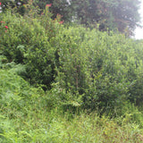 Wild tea plants in Ping Yuan County, Guangdong Province, China