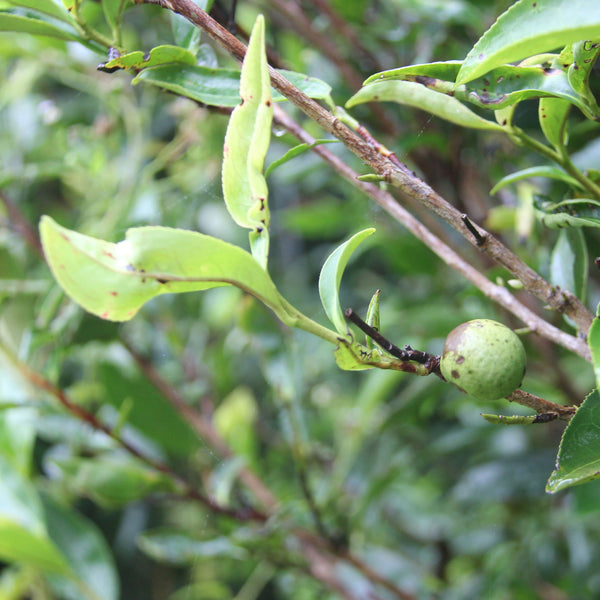 Wild tea plants in Ping Yuan County, Guangdong Province, China