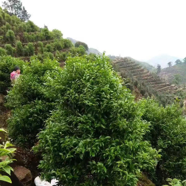 Raven Leaf Dan Cong oolong tea