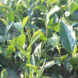 Big Hair cultivar for white tea