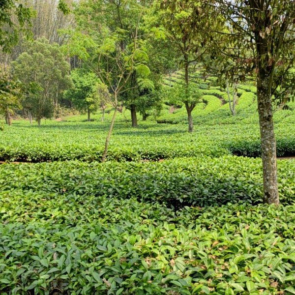 Tea garden in Huang Shan of Anhui Province, China.