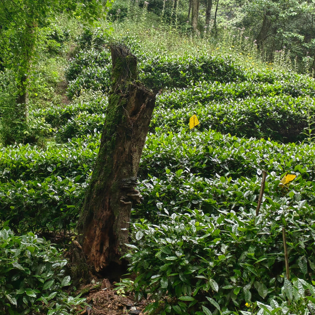 Yellow Mountain Top | Green Tea | TeaSource