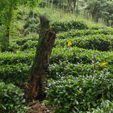 Tea garden in Huang Shan of Anhui Province, China.