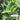 Taiwan's Qing Xin Da Mao cultivar