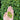 Tea plant buds held in open hand