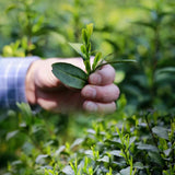 Fibonacci Spiral | Green Tea