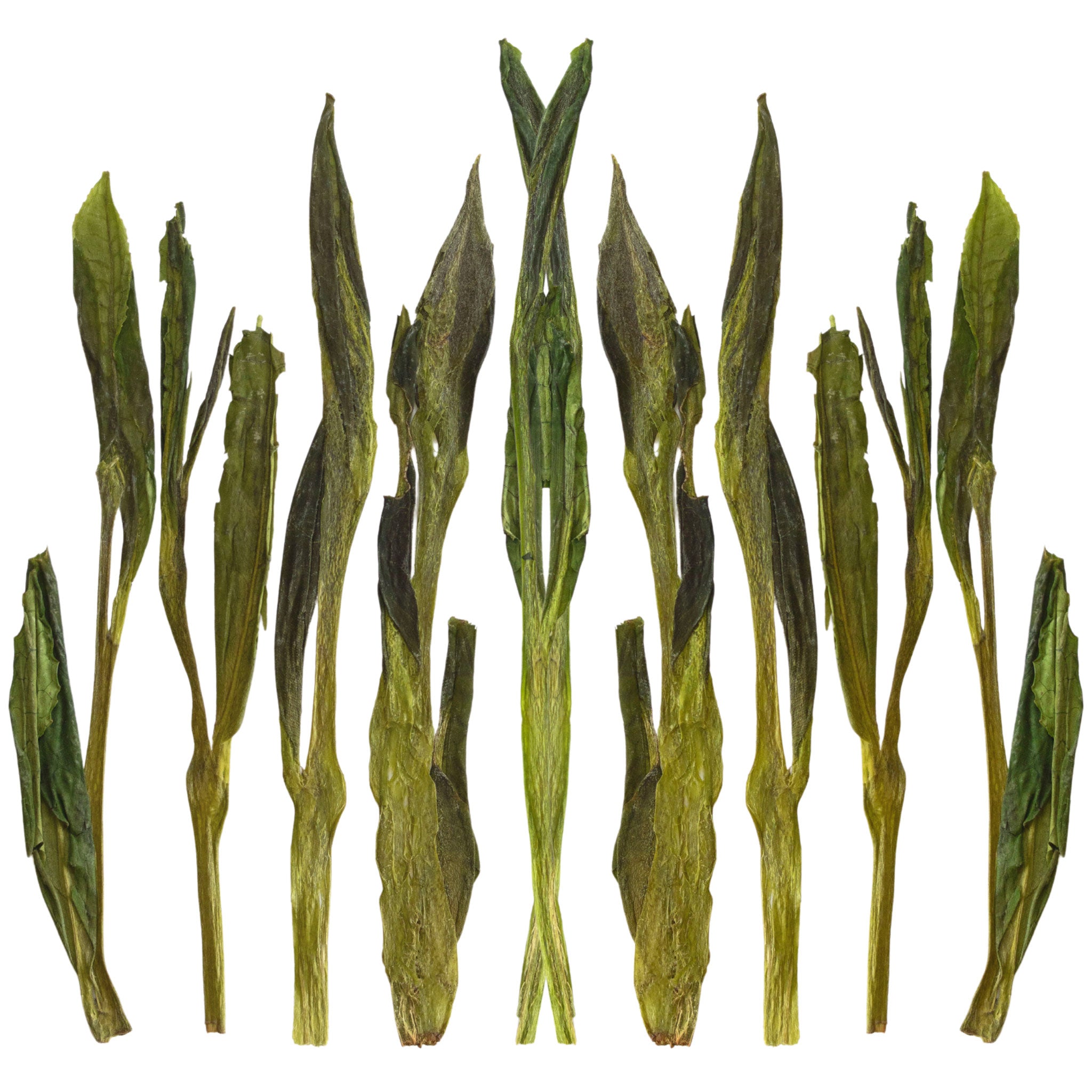 Loose leaf Jade Pillar green tea