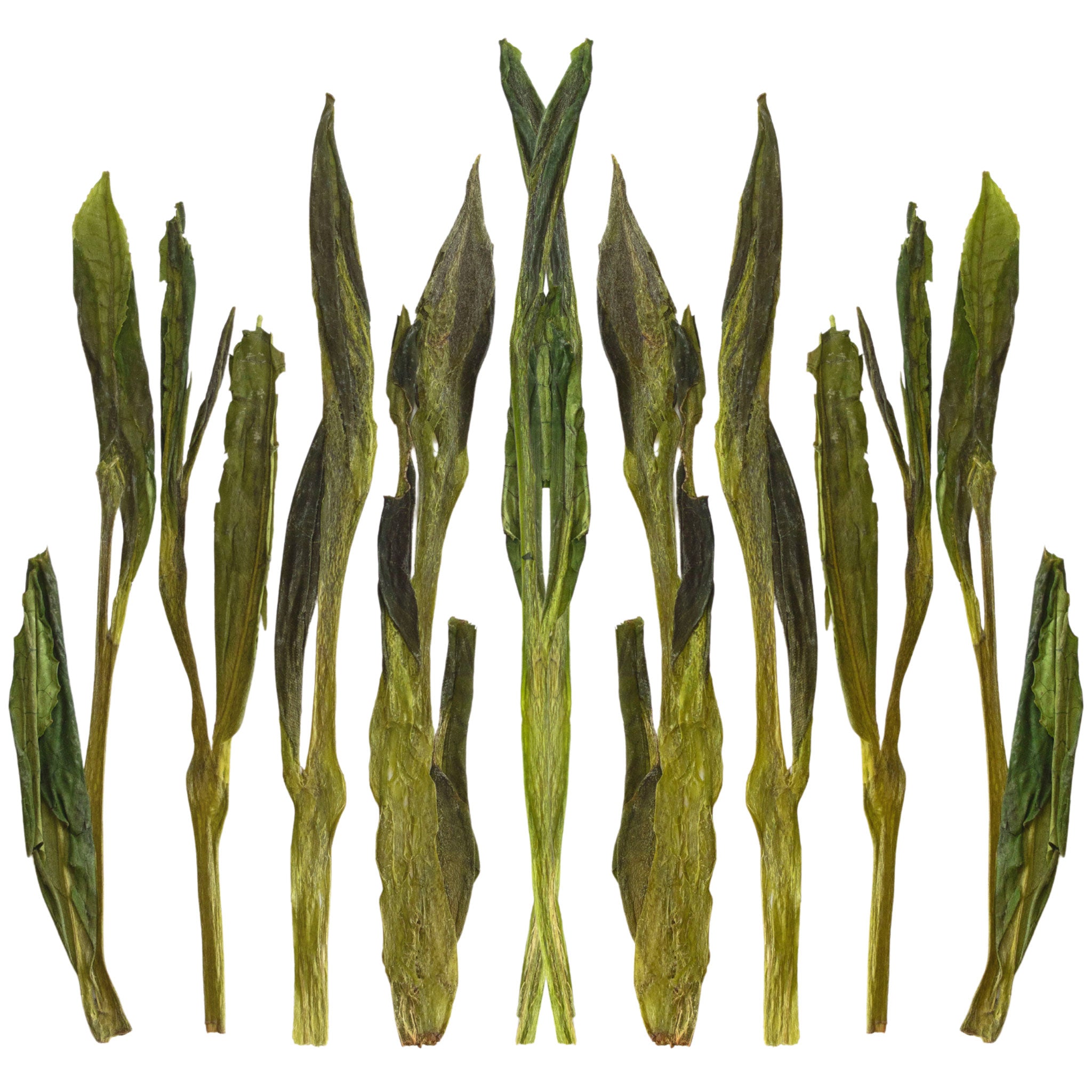 Loose leaf Jade Pillar green tea