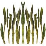 Loose leaf Jade Pillar green tea