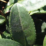 88th Night Shincha tea leaves