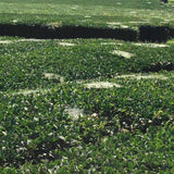 88th Night Shincha tea fields
