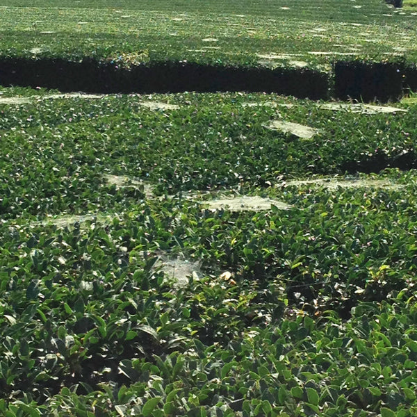 88th Night Shincha tea fields
