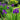Tokyo gardne, purple iris
