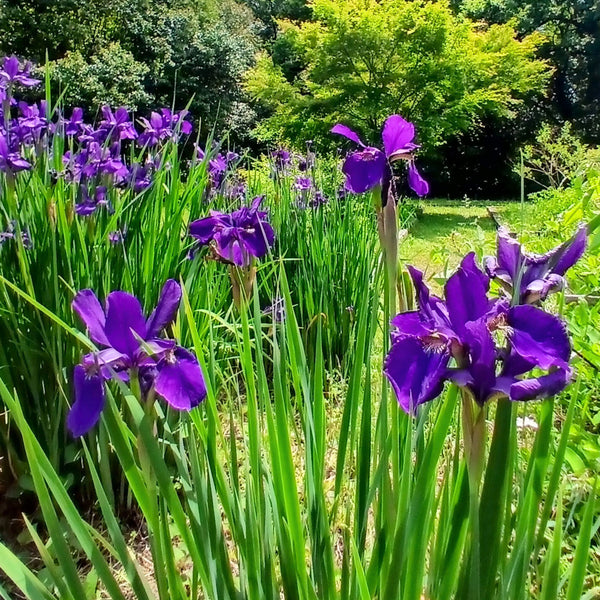Tokyo gardne, purple iris