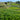Tea fields in Shizuoka, Japan