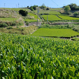 Tea fields in Shizuoka, Japan