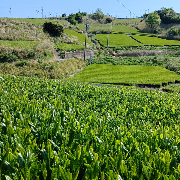 Tea fields in Shizuoka, Japan