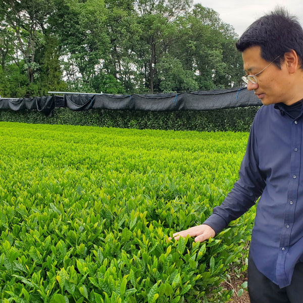 Tea producer Fumiki Kawaguchi
