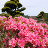 Ureshino City, Saga Prefecture, Japan