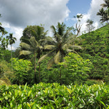 Lumbini Tea Valley, Ruhuna, Sri Lanka