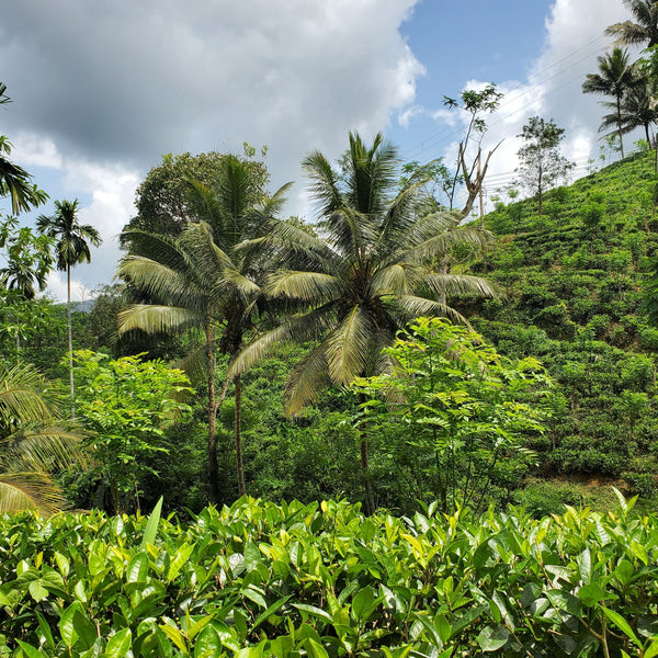 Lumbini Tea Valley, Ruhuna, Sri Lanka