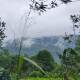 Sinharaja Rain Forest, Southern region, Sri Lanka